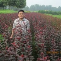 供紅葉李苗 西府蘋果苗 碧桃桃苗 側(cè)柏苗 花椒苗 櫻桃苗等