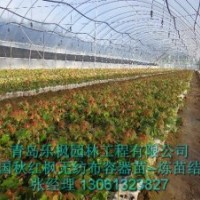 美國紅楓
