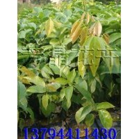 海南紅豆苗,小葉紫檀苗,火焰木苗,發(fā)財(cái)樹(shù)苗,鐵刀木苗,人面子苗