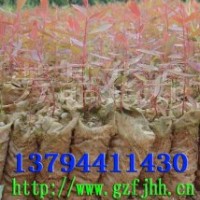 桉樹無紡布容器苗 無紡布桉樹容器苗 無紡布桉樹苗