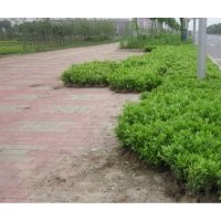 馬尼拉草皮、杜鵑低價(jià)銷售