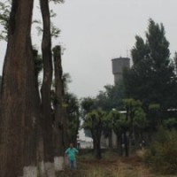 國槐