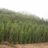 供應(yīng)刺槐成活刺槐刺槐刺槐小苗價格，產(chǎn)地，行情