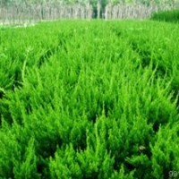 本處供應冠幅20左右的龍柏苗，60萬