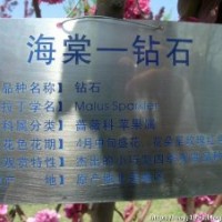 北美海棠芽苗，北美海棠根接苗，北美海棠