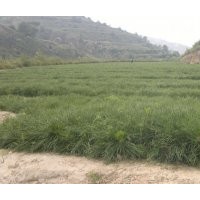 兩年生容器袋油松數(shù)量60萬株，裸根兩年生油松數(shù)量50萬出售