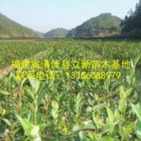 供應油茶苗