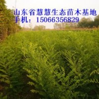 大量供應(yīng)國槐苗、椿樹苗、北欒苗、合歡苗、速生白蠟苗