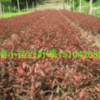 紅葉李，紫葉稠李，金葉復(fù)葉槭，多季刺玫，黃刺玫