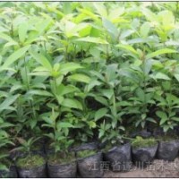 供應(yīng)楠木（楨楠）容器苗高度20-30公分
