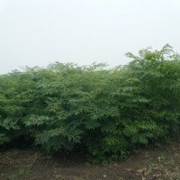供應(yīng)欒樹(shù)小苗