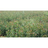 桂花苗/桂花樹/紅葉石楠/低價(jià)促銷