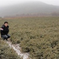 急售一批占地甘肅云杉，小云杉苗木