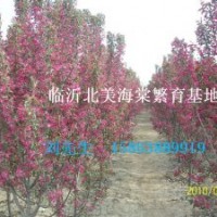 西府海棠 北美海棠 桃樹苗 蘋果苗 冬紅海棠 北美海棠芽苗