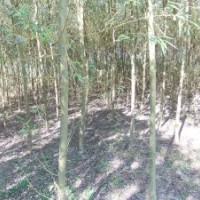 速生柳苗