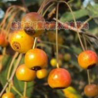 供應(yīng)甜茶種子、甜茶果、甜茶苗、甜茶根、甜茶芽苗