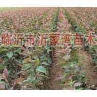 供應(yīng)北美海棠、絢麗海棠、紅寶石海棠、長(zhǎng)壽果