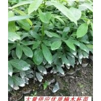 楨楠杯苗，楠木苗，楠木小苗