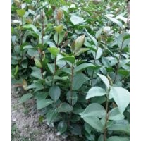 大量供應(yīng)油茶苗，一年生油茶苗，歡迎洽談