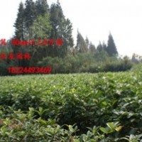 5萬苗樂昌含笑苗