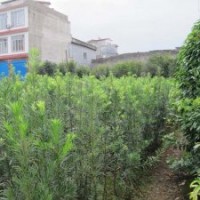 供應(yīng)廣西陽(yáng)朔縣羅漢松苗種植2年高度在1米左右