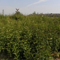 安徽100畝苗圃場大量出售小苗大葉女貞,香樟,白果
