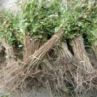 江蘇緑化苗木批發(fā) 櫻花、紫薇（四個顏色）、紫葉碧桃、紫荊、巨