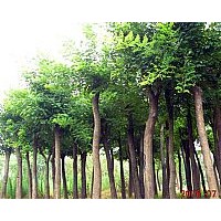 現(xiàn)貨供應(yīng)國(guó)槐苗、筷柏苗
