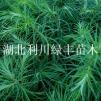 供應湖北利川杉樹苗 山杉樹苗刺杉樹苗 杉木樹苗價格