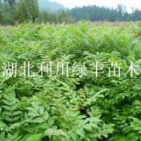 供應湖北利川黃山欒樹小苗 欒樹苗價格