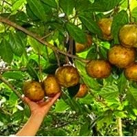 供應80-120厘米高廣西觀賞油用型大果紅花油茶苗