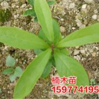 大量供應(yīng)楠木苗、紅豆杉苗，厚樸苗、黃柏苗，魔芋、魔芋種
