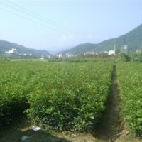 大量低價(jià)拋售福建大葉火紅丹桂小苗
