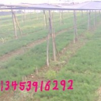 供應(yīng)2年白皮松、2年油松、國槐苗