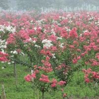 山東平邑低價處理百日紅小苗、杜仲樹