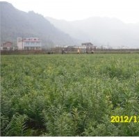 南方紅豆杉