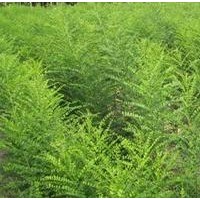 供應(yīng)國槐小苗-優(yōu)質(zhì)價格低-苗好