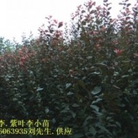 紅葉李小苗 獨桿紅葉石楠小苗，紅葉李小苗，三角楓小苗，香樟小