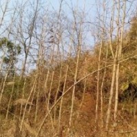 供應桂花，紅豆杉，銀杏