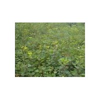 黃櫨苗 黃櫨苗價(jià)格 山東黃櫨苗 黃櫨苗基地 供應(yīng)黃櫨苗