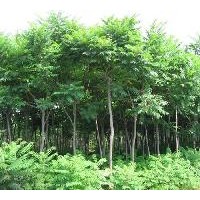 火炬苗 火炬樹苗 山西火炬苗 火炬小苗價格