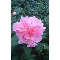 供應(yīng)茶花