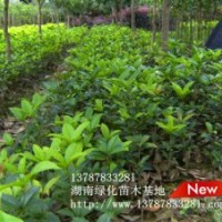 湖南綠化小苗基地淺談桂花小苗因地制宜，搭配合理