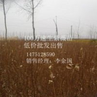 1米高紫薇苗紫薇苗最新報價紫薇苗批發(fā)商紫薇苗
