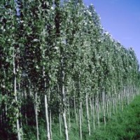 供應(yīng)新疆楊、旱柳、垂柳、饅頭柳、插穗、插條