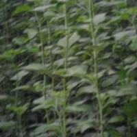 優(yōu)質(zhì)木槿花樹苗|山東優(yōu)質(zhì)木槿花樹苗|，誠信為本