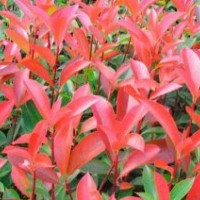 供應(yīng)紅葉石楠球、容器苗