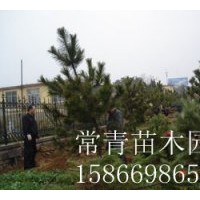 供應低價黑松苗 90-120cm營養(yǎng)杯黑松苗