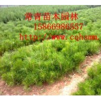 特價供應油松小苗，50公分油松苗