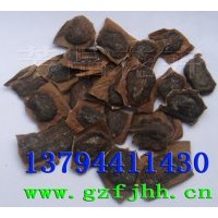 海南黃花梨種子 黃花梨種子 海南黃花梨種植技術(shù) 海南黃花梨苗